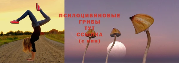 стаф Арсеньев